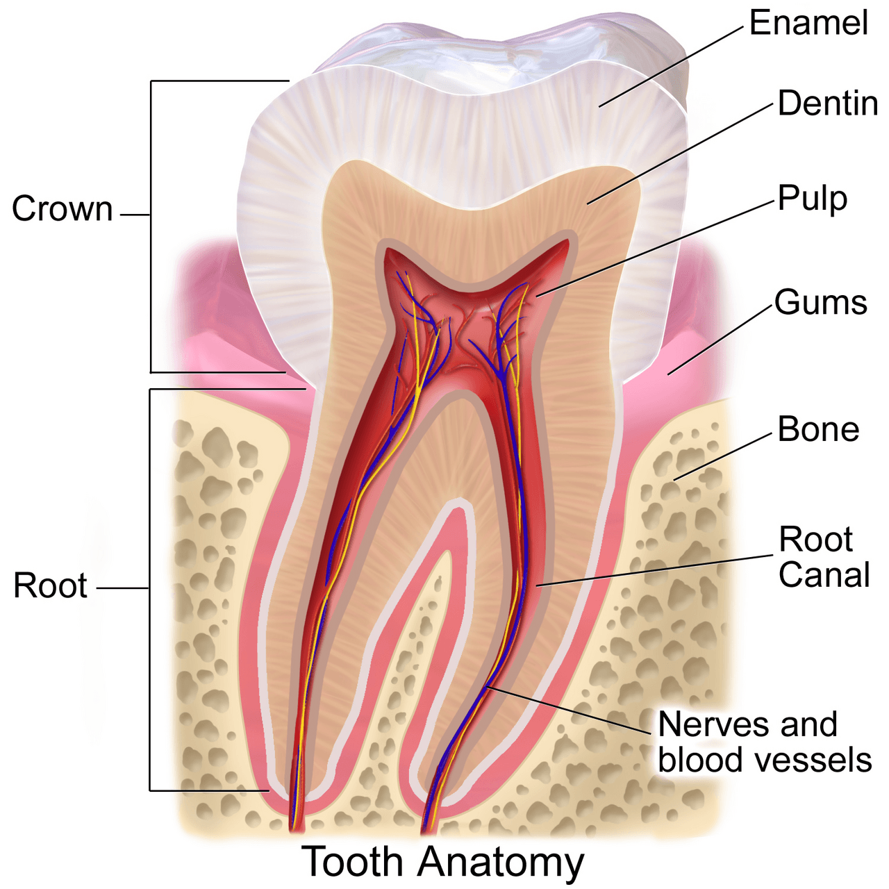 Anatomie d'une dent humaine illustration medicale